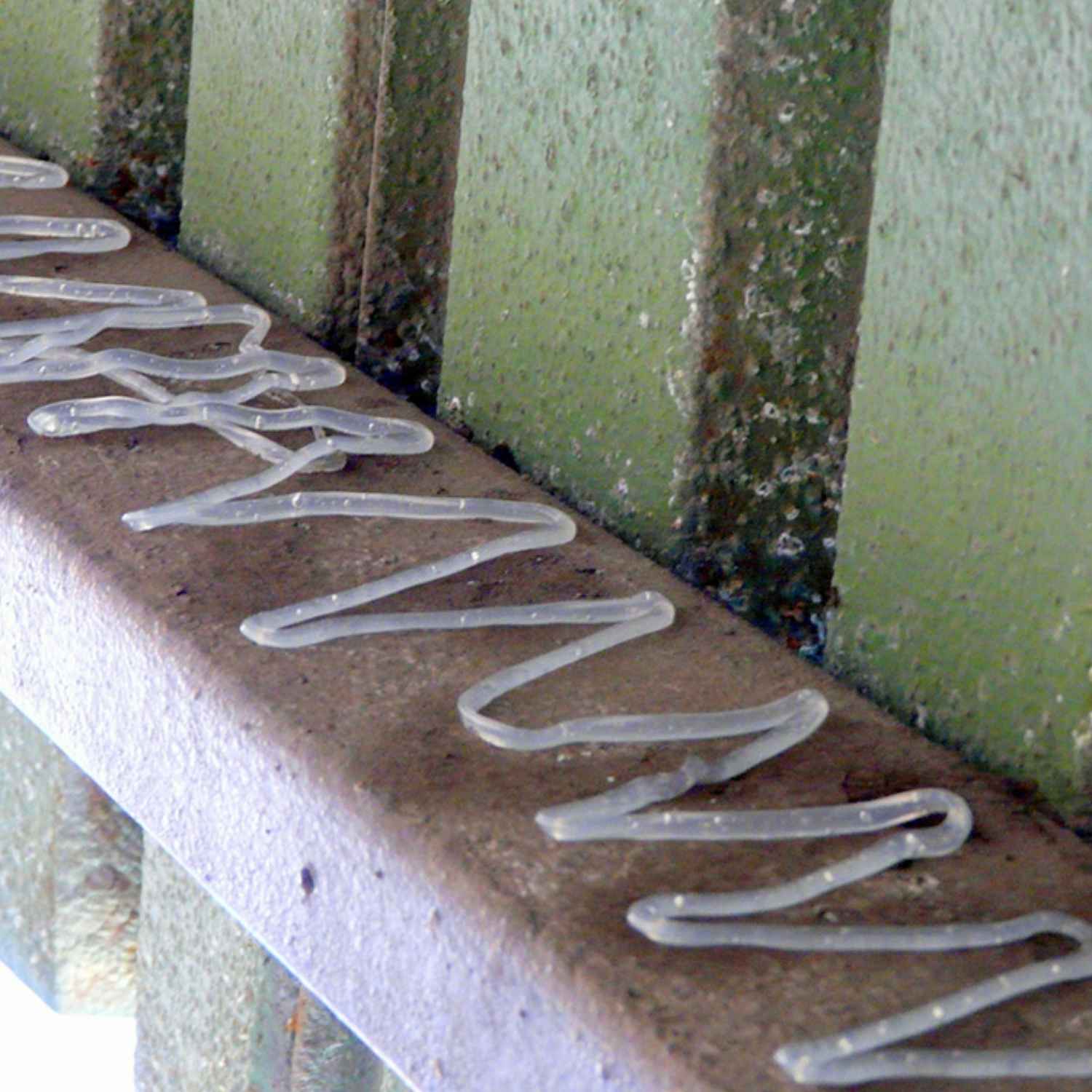 Bird Proof Gel | Bird Repellent Gel | Bird Deterrent Application