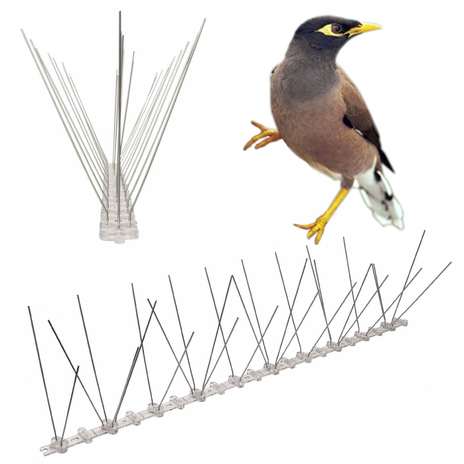 bird spikes for indian myna